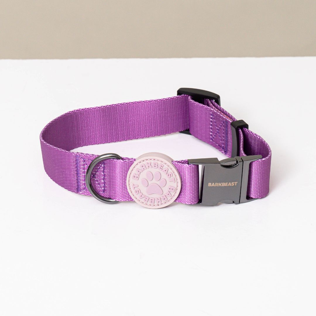 W-Collar & B-Leash in Violet