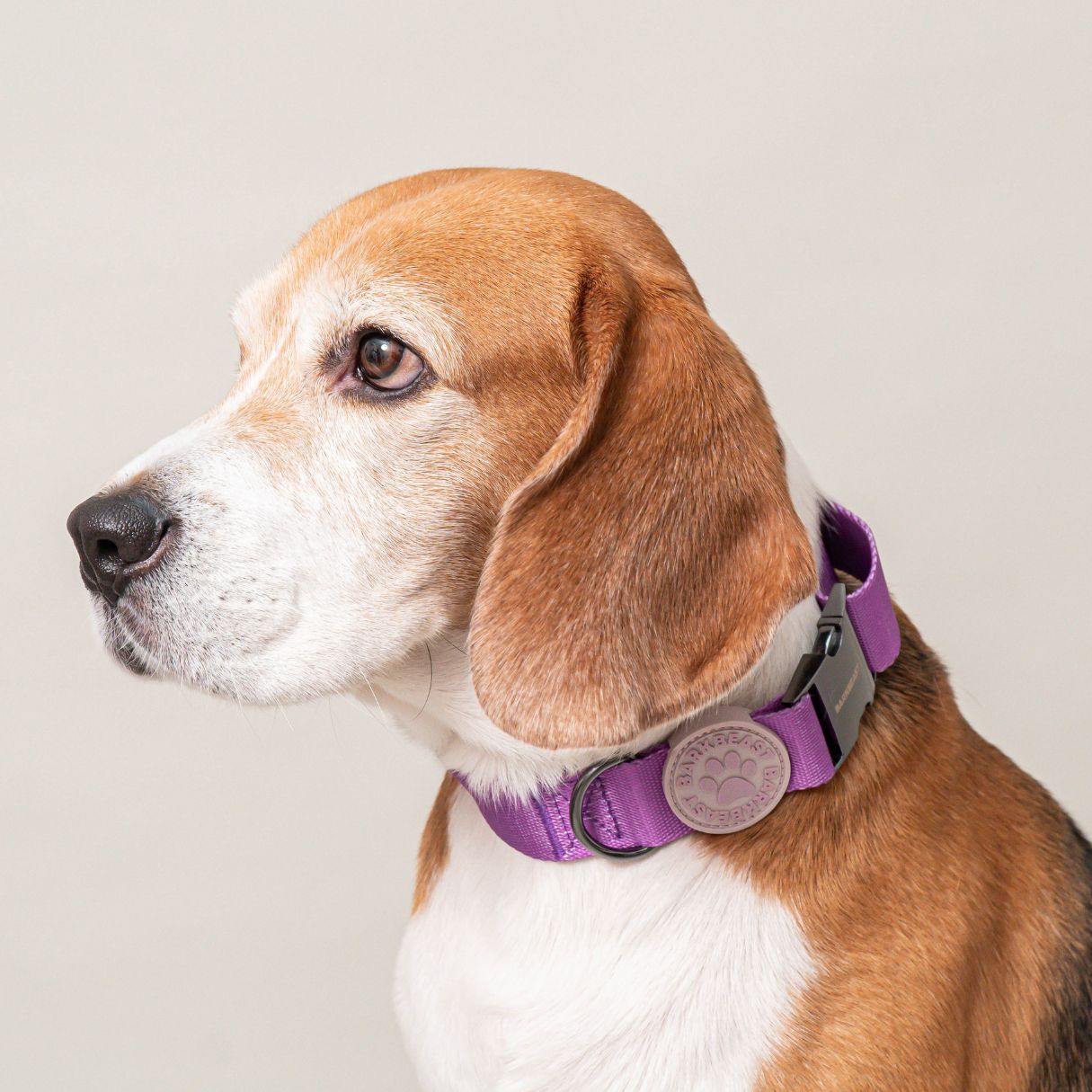 W-Collar & B-Leash in Violet