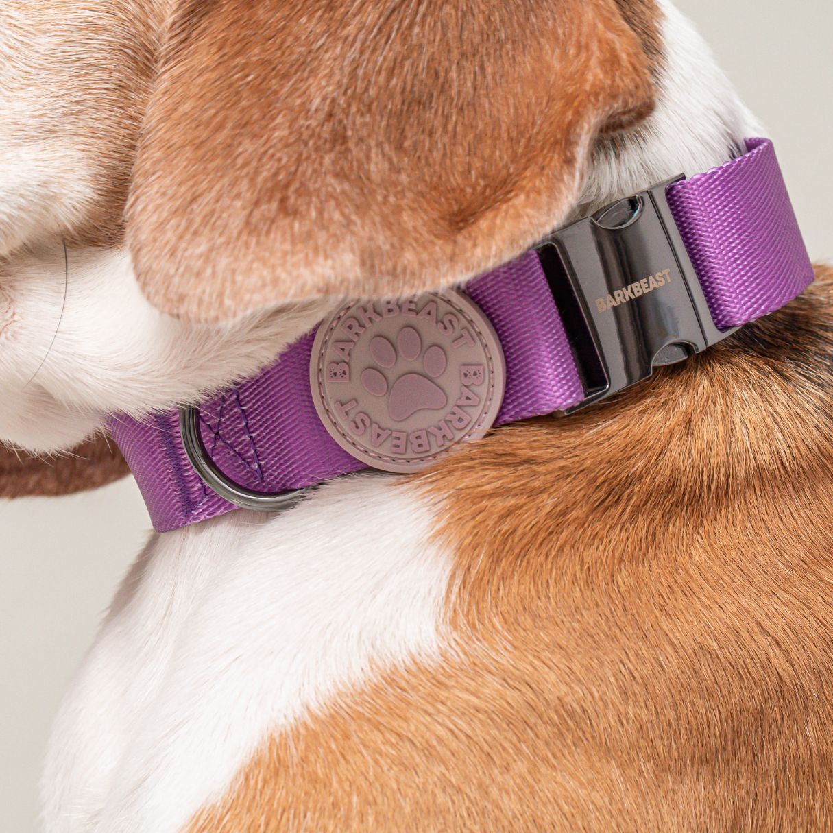 W-Collar & B-Leash in Violet