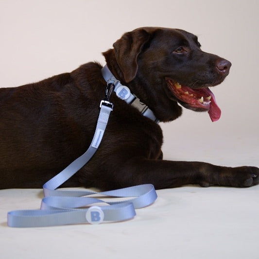 Collar & Leash Set in Frost