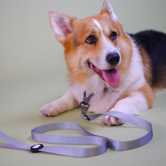 Collar & Leash Set in Seafoam