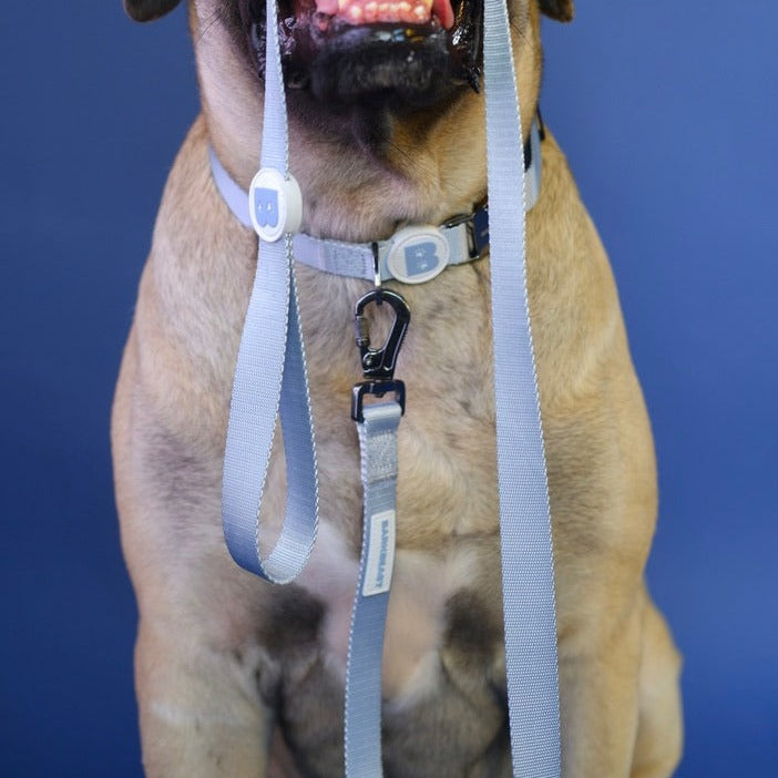 Collar & Leash Set in Frost