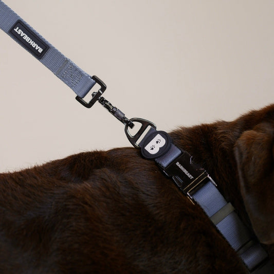 Collar & Leash Set in Skyline