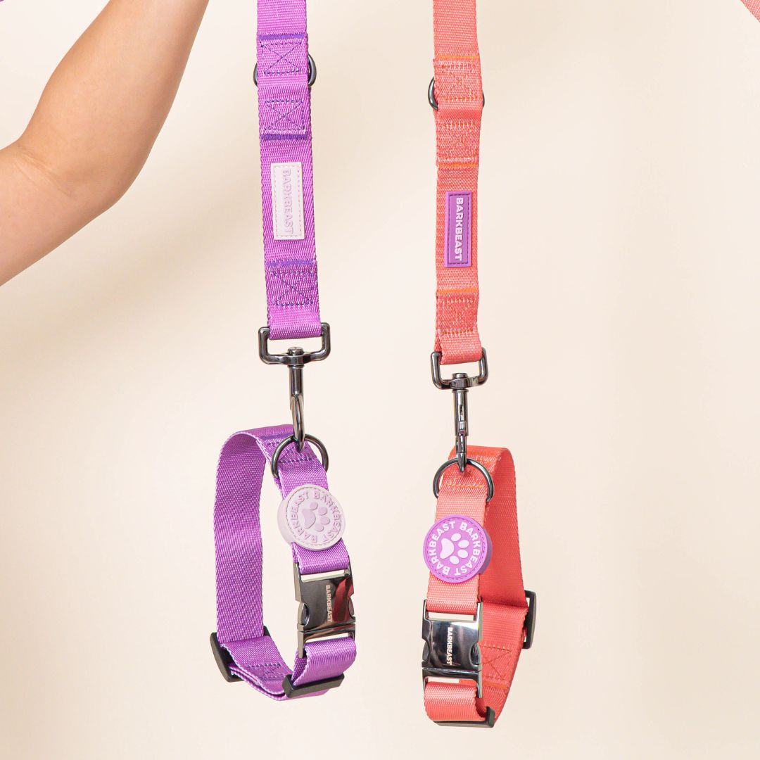 W-COLLAR & B-LEASH