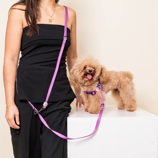 Harness & B-Leash in Violet