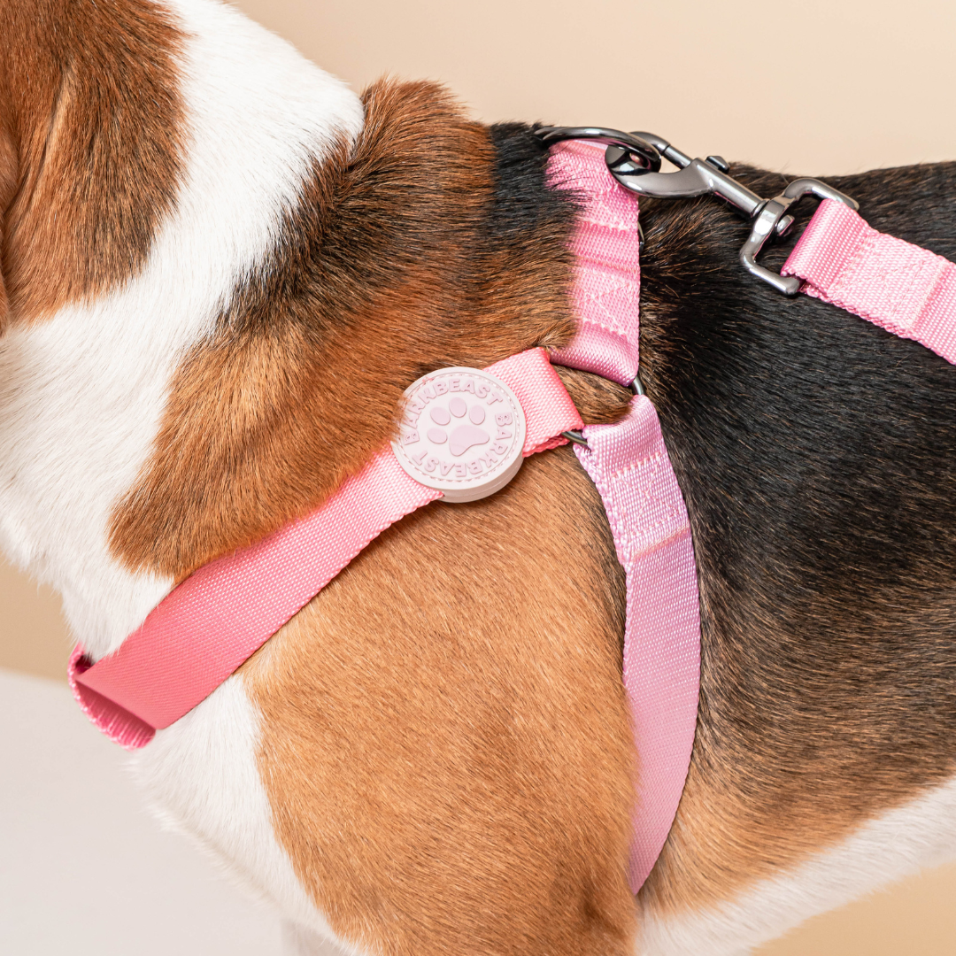 Harness & B-Leash in Cotton Candy