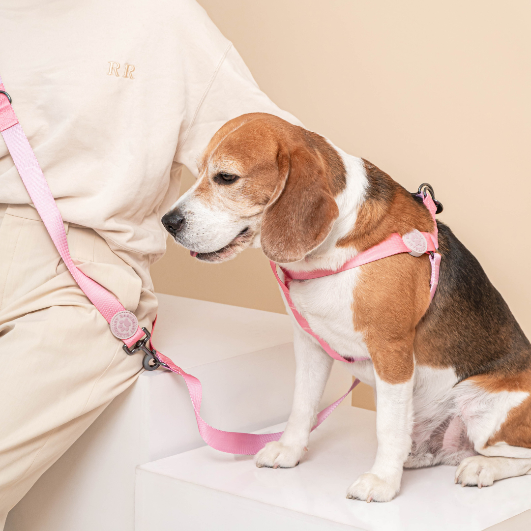 Harness B Leash in Cotton Candy