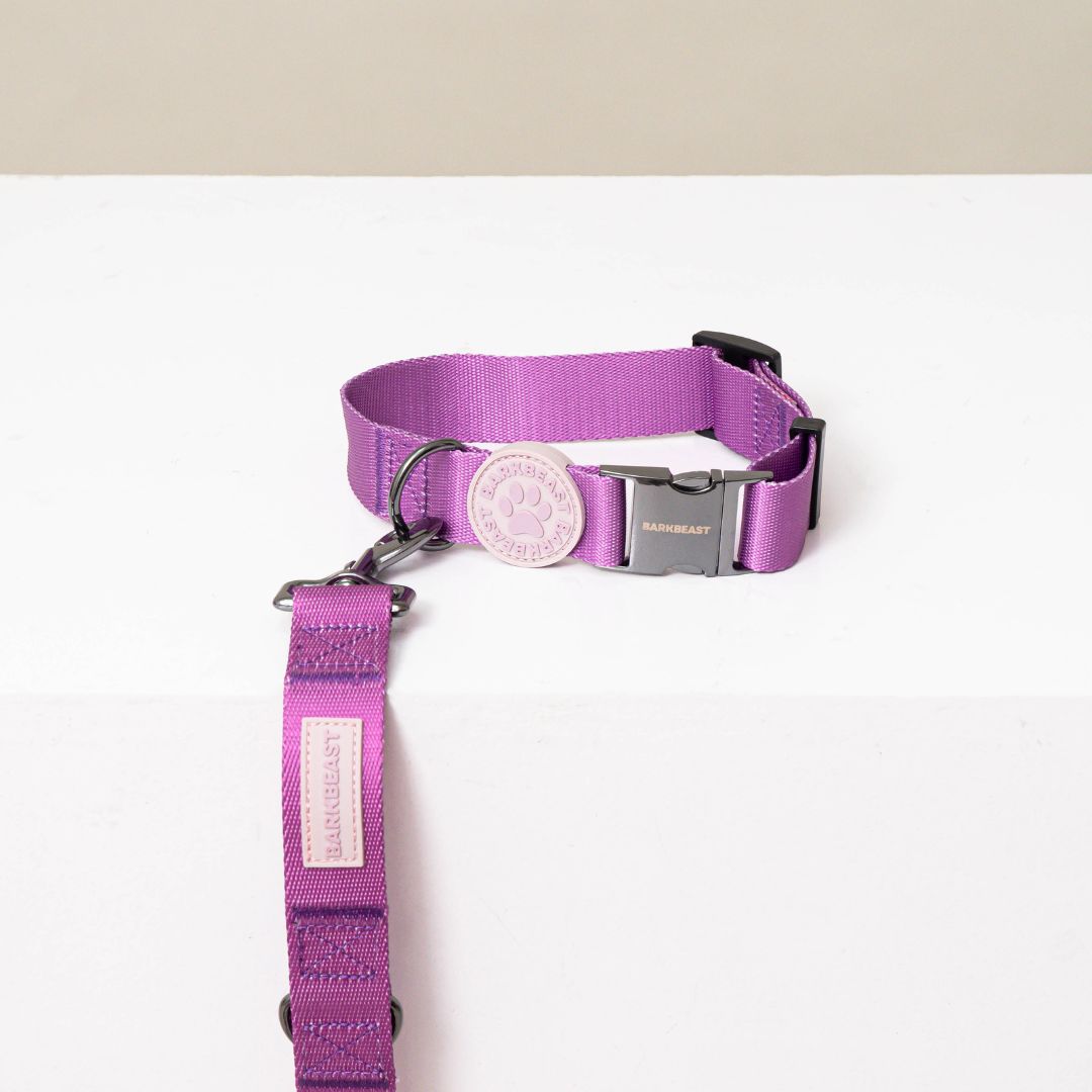 W-Collar & B-Leash in Violet