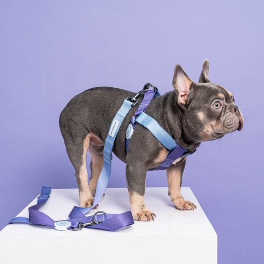 Harness & B-Leash in Purple Haze