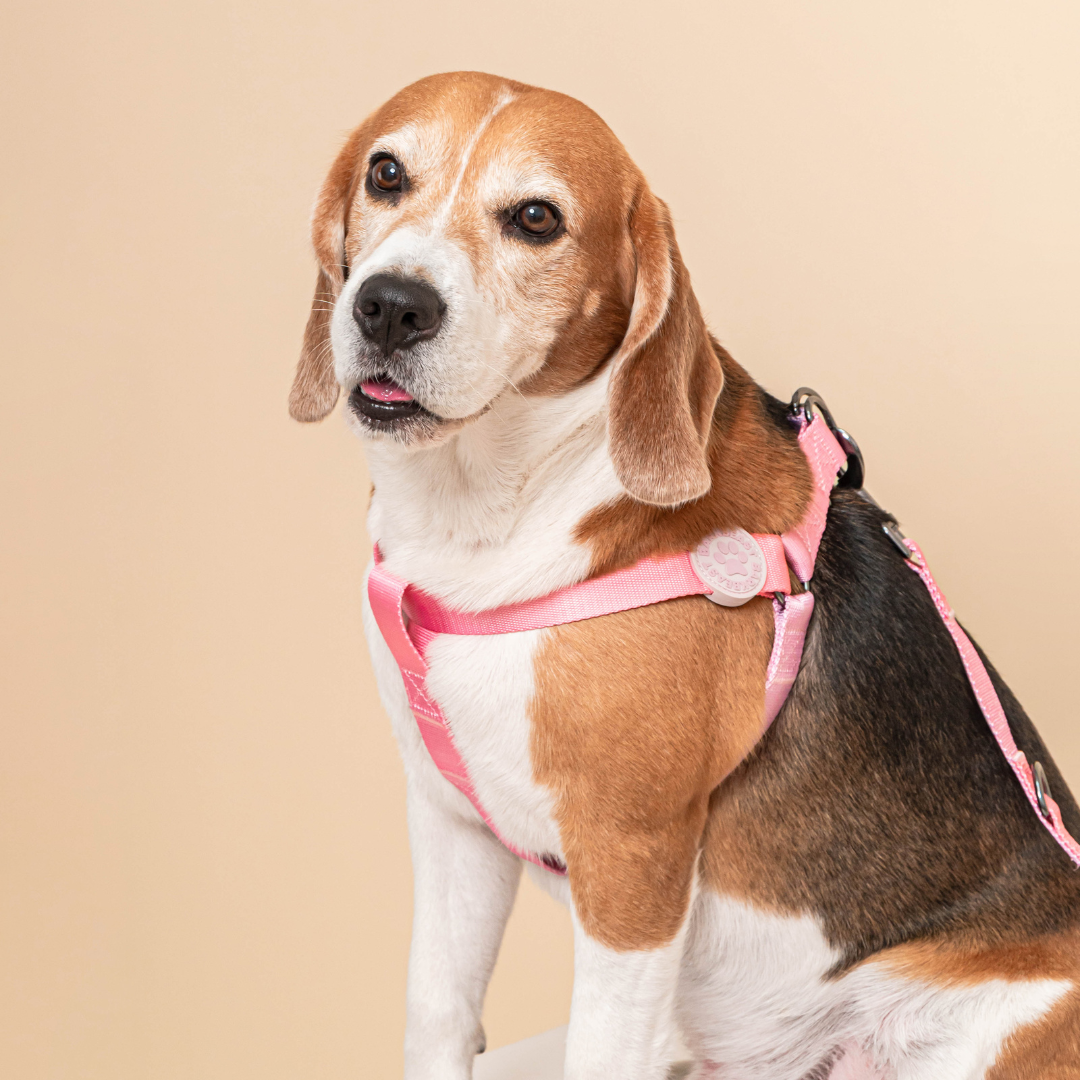 Harness & B-Leash in Cotton Candy