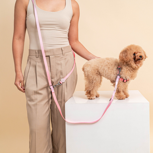 Harness & B-Leash in Cotton Candy