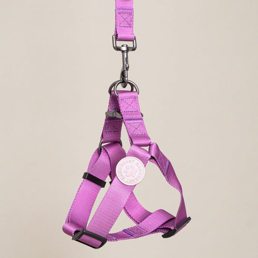 Harness & B-Leash in Violet