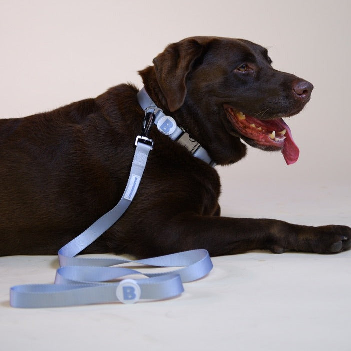 Collar & Leash Set in Frost