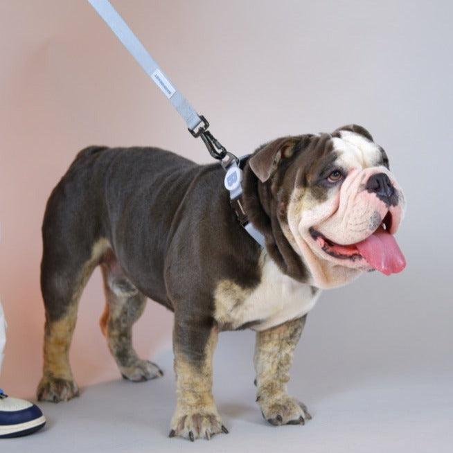 Collar & Leash Set in Frost