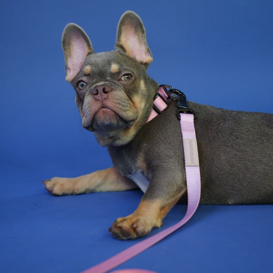 Leash in Cotton Candy