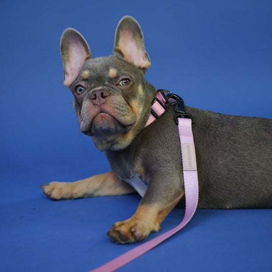 Collar & Leash Set in Cotton Candy