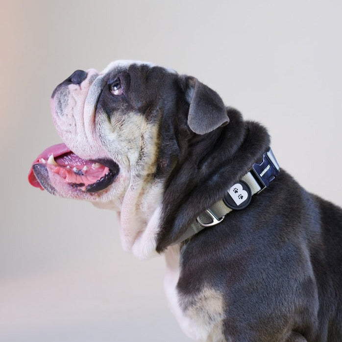 Collar & Leash Set in Seafoam