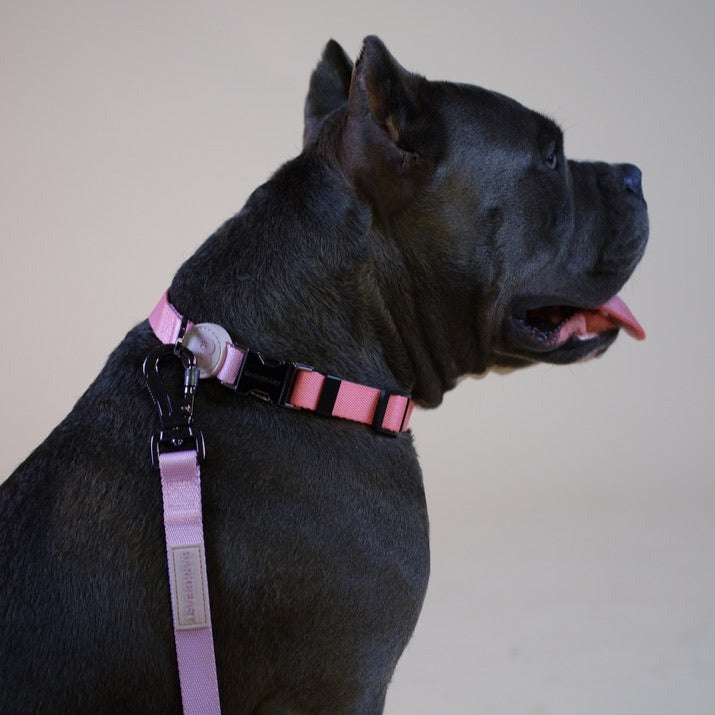 Collar & Leash Set in Cotton Candy