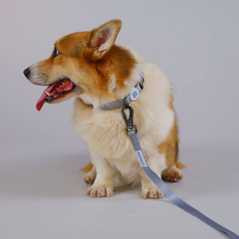 Collar & Leash Set in Frost